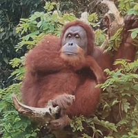 safari.animal6