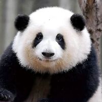 原声 - pandafamily95