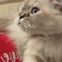 suara asli - I ♠︎`