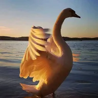 original sound - noou257