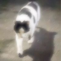 オリジナル楽曲 - 湿った猫