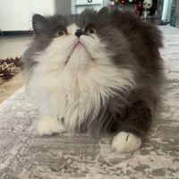 whiskycat_ori
