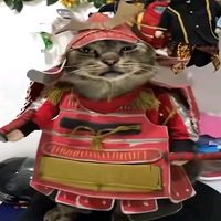 samurai.cat.daily