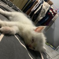 thank_phachara