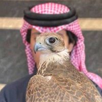 t2__911