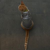 suara asli - dinyseason