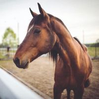 equestrian._edits._
