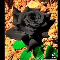 tupeorpesadilla661