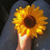 iris_06_