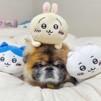 apo_kun0803