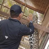 original sound - mrdandy1