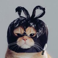 henryluan95