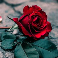 tuka_91