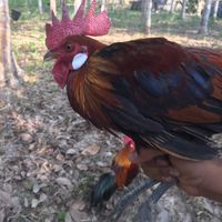 bunyi asal - Muhd Hazrul