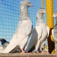 azpigeons