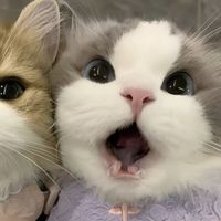 Give me a follow