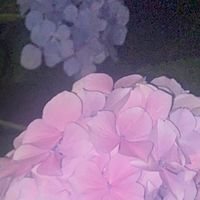 オリジナル楽曲 - ちゃんち🦀