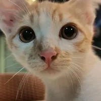 original sound - sumayia2432