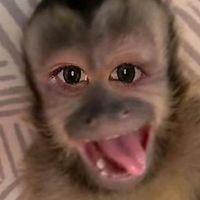 เสียงต้นฉบับ - ผมเป็นลิง•(มี๊ชอพอ)