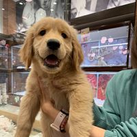 mican.retriever