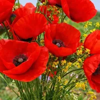 original sound - emine.dem3