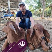 wcf.winchay.farm.brahman