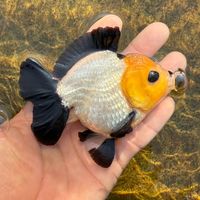 ttgoldfishfarm