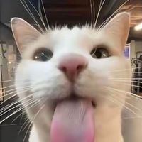 nyrovex6