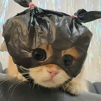 suara asli - korizen_ocii♡☆