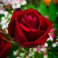 missirshadabbasi