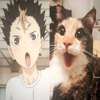 yuu.nishinoya04