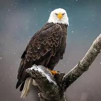 original sound - umami7486