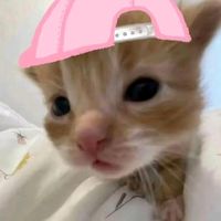 suara asli - botak_kiyowo