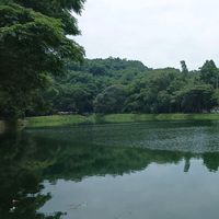 suara asli - algis.shop