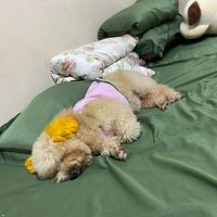 nhạc nền - Hết hói thì đổi tên