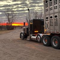 thecowtaxi