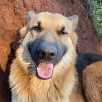 dogvaldopastor