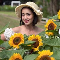 thanaphon_2528