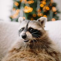 raccoon.tema