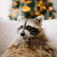 Постельный клоп
