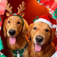 taopui_goldenretriever