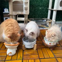 original sound - danangthecat