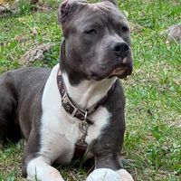 theamstaff11