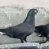 fawakani.aras.mirani