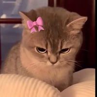 nhạc nền - 🐇🐰