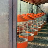 galleria.diamante.negro