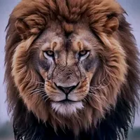 original sound - tigr5137