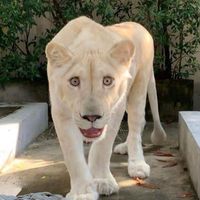 bitcoin.whitelion