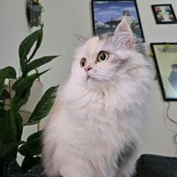 heyimloly