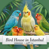 original sound - birdhouse.m